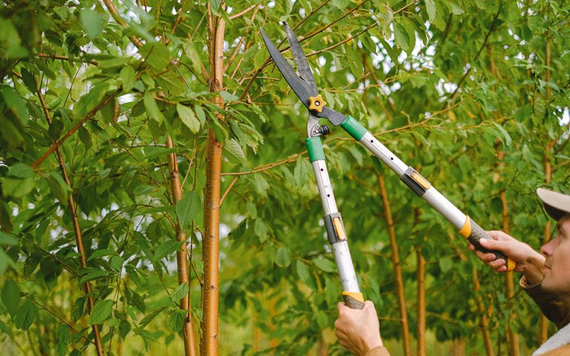 Tree trimming in Port Alexander, AK